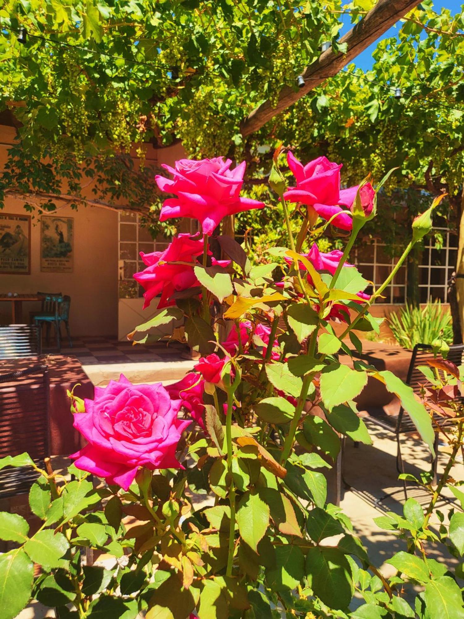 טופונגטו Casa Vidal Guesthouse מראה חיצוני תמונה